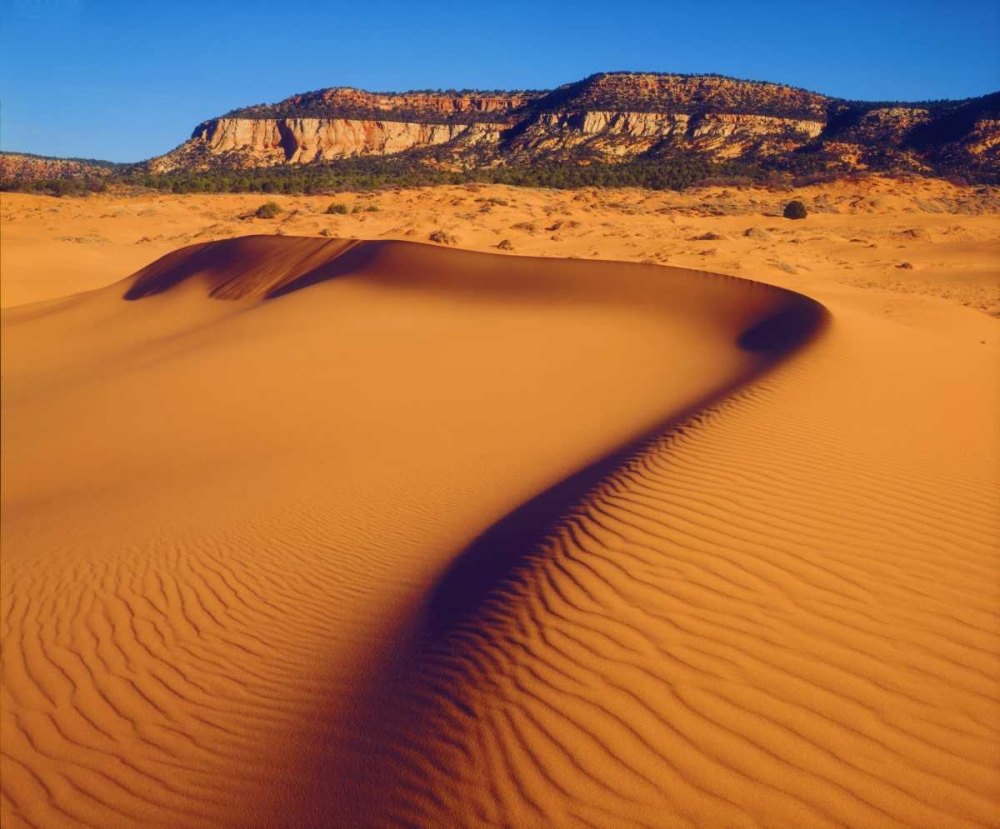 Wall Art Painting id:134799, Name: USA, Utah Coral Pink Sand Dunes at sunset, Artist: Talbot Frank, Christopher