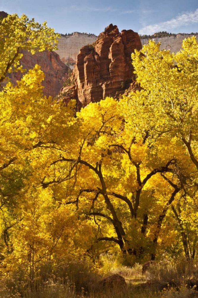 Wall Art Painting id:129828, Name: UT, Zion NP Autumn cottonwood and rock formation, Artist: Illg, Cathy and Gordon