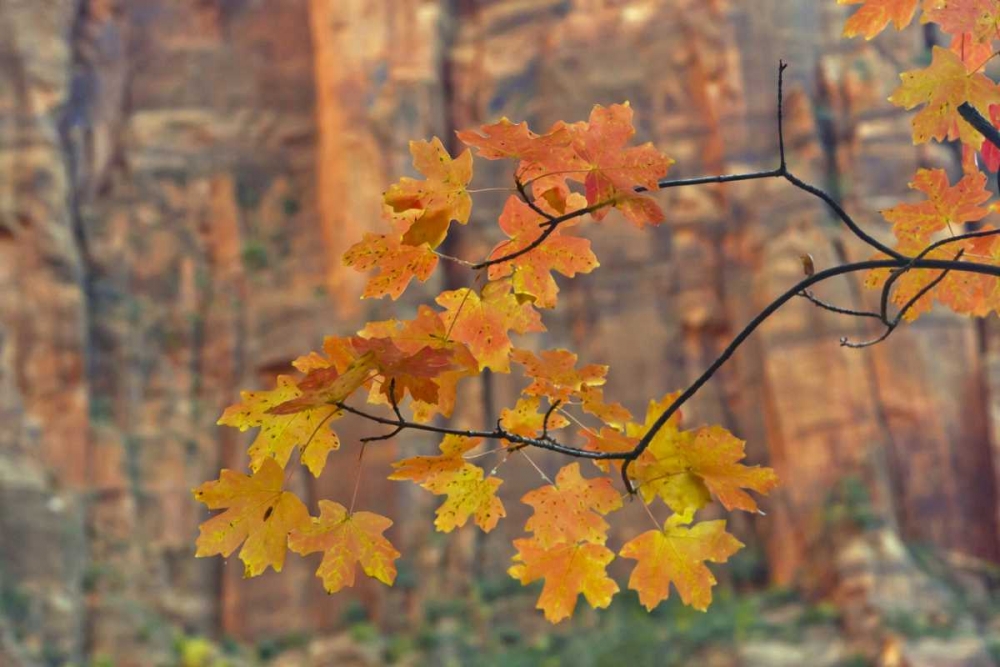 Wall Art Painting id:128878, Name: UT, Zion NP Autumn-colored maple leaves, Artist: Illg, Cathy and Gordon