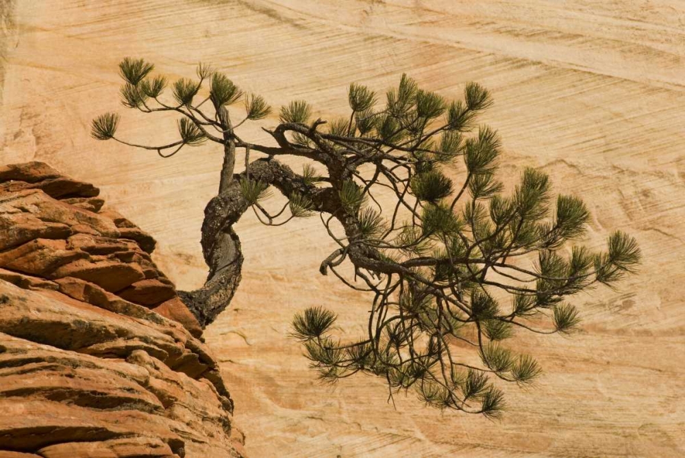 Wall Art Painting id:127077, Name: Utah, Zion NP Pine tree growing out of red rocks, Artist: Bush, Marie
