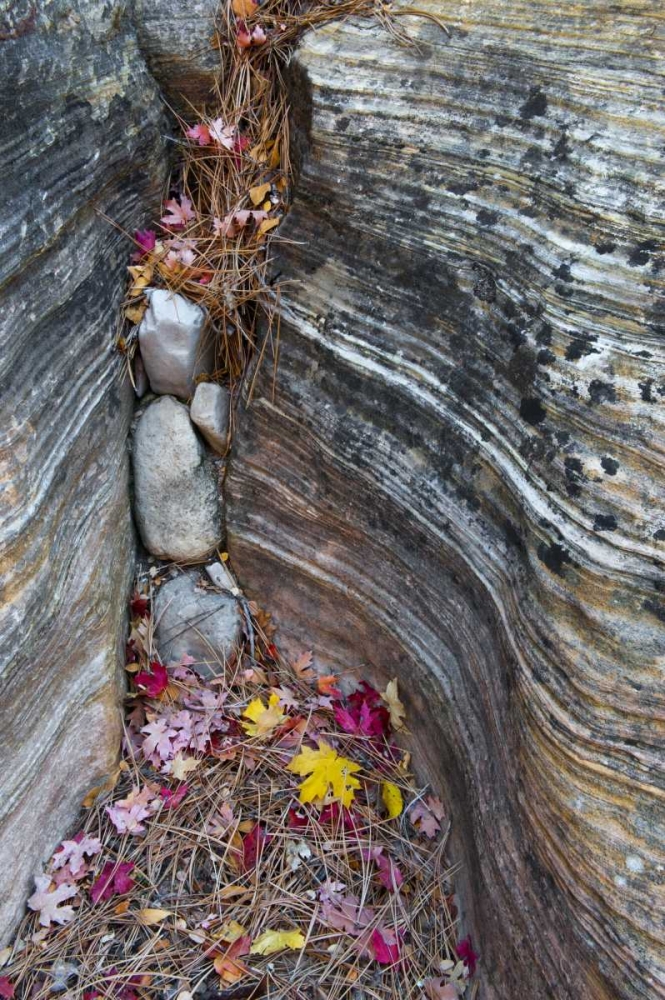 Wall Art Painting id:133956, Name: UT, Zion NP Canyon crevice with fallen leaves, Artist: Rotenberg, Nancy