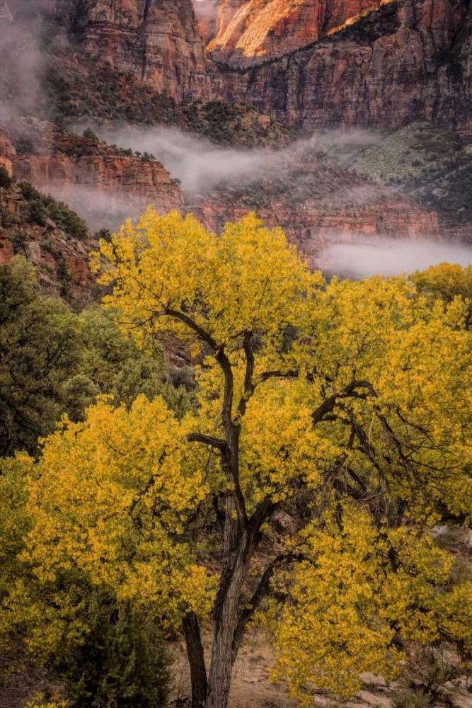 Wall Art Painting id:131415, Name: USA, Utah, Zion NP Foggy autumn landscape, Artist: OBrien, Jay