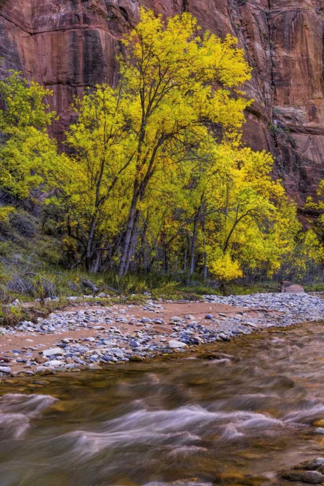 Wall Art Painting id:131430, Name: USA, Utah, Zion NP Stream in autumn scenic, Artist: OBrien, Jay