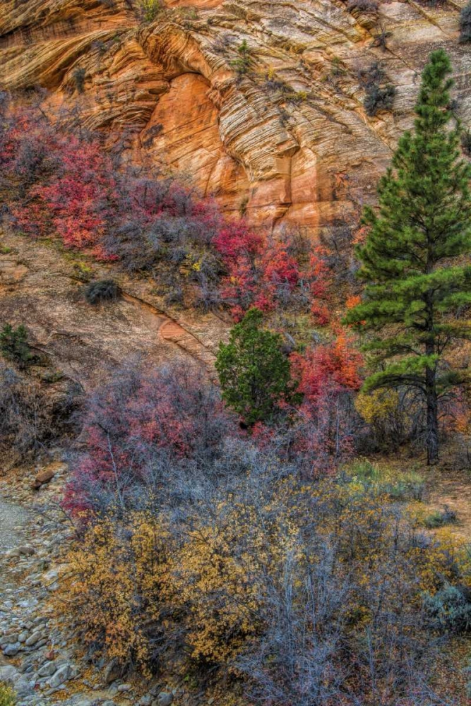 Wall Art Painting id:131374, Name: USA, Utah, Zion NP Autumn scenic, Artist: OBrien, Jay