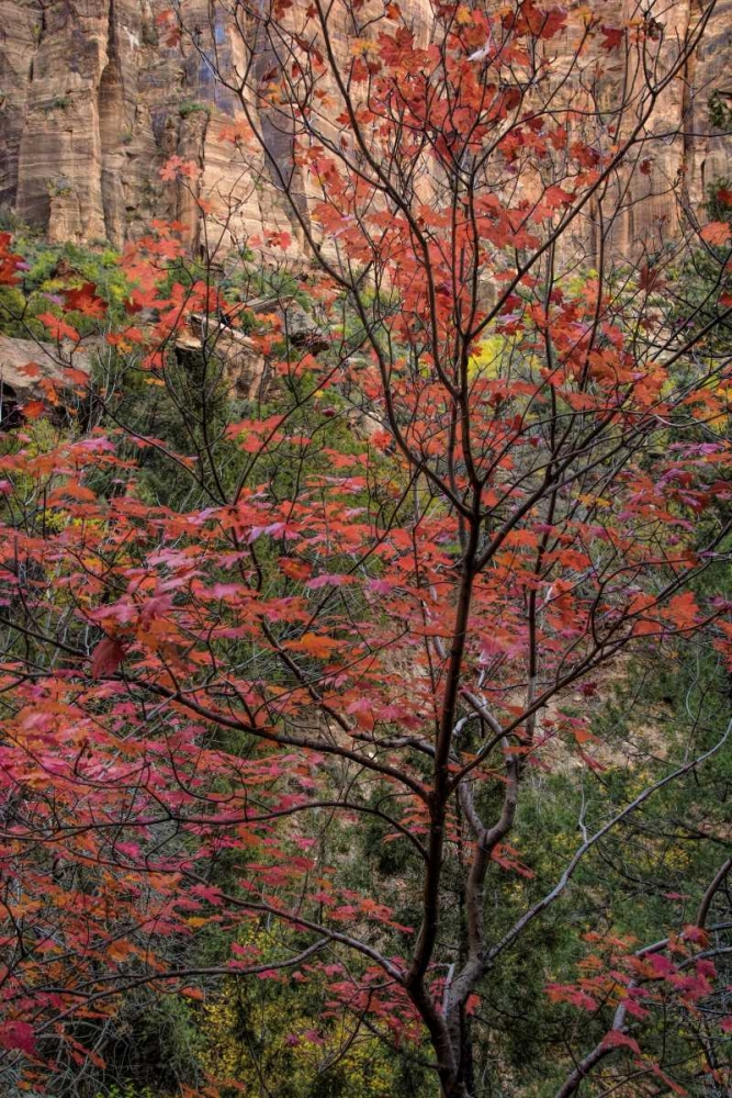 Wall Art Painting id:131375, Name: USA, Utah, Zion NP Autumn scenic, Artist: OBrien, Jay