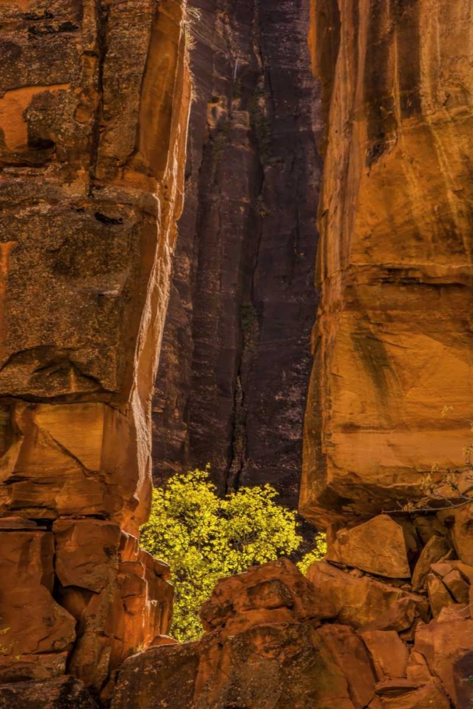 Wall Art Painting id:131378, Name: USA, Utah, Zion NP Tree and cliff, Artist: OBrien, Jay