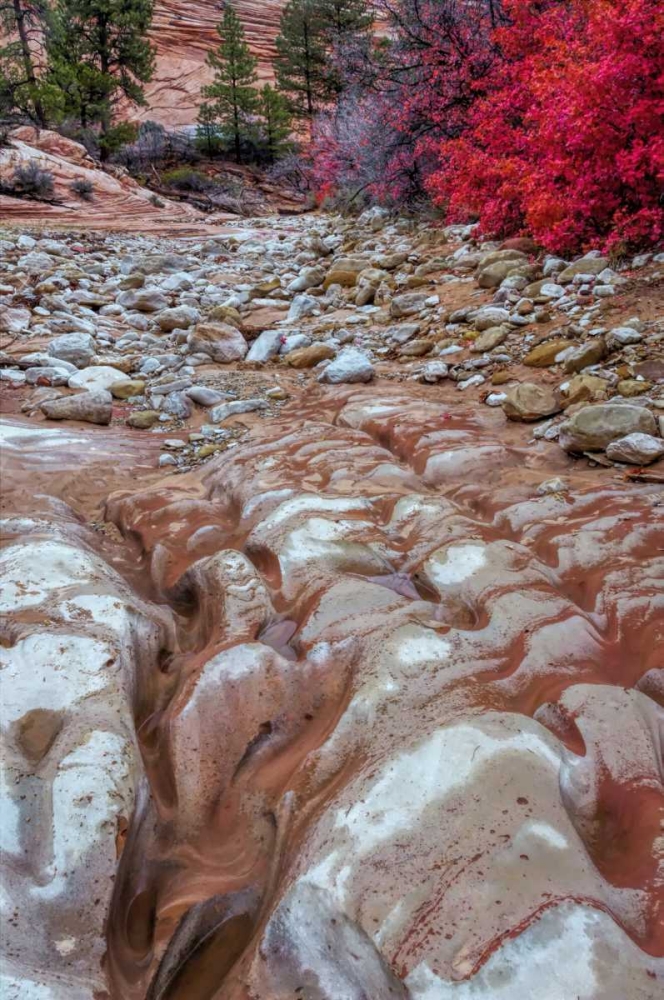 Wall Art Painting id:131393, Name: USA, Utah, Zion NP Ground rock pattern, Artist: OBrien, Jay