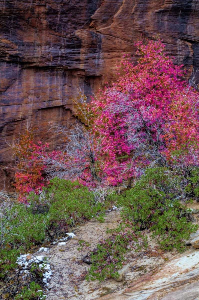 Wall Art Painting id:131433, Name: USA, Utah, Zion NP Cliff and autumn scenic, Artist: OBrien, Jay