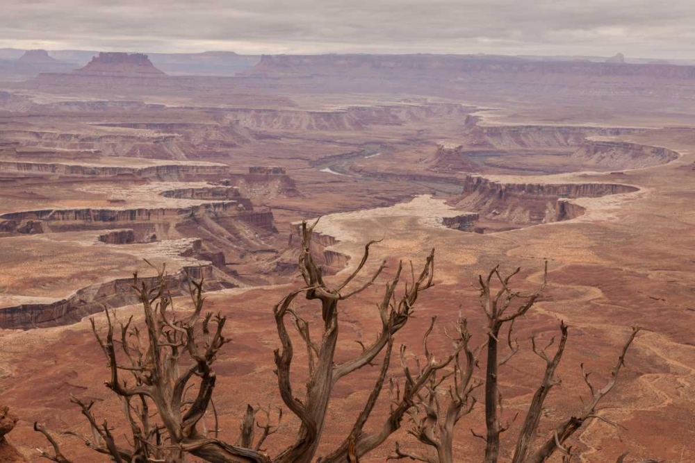 Wall Art Painting id:129222, Name: USA, Utah, Canyonlands NP White Rim landscape, Artist: Illg, Cathy and Gordon