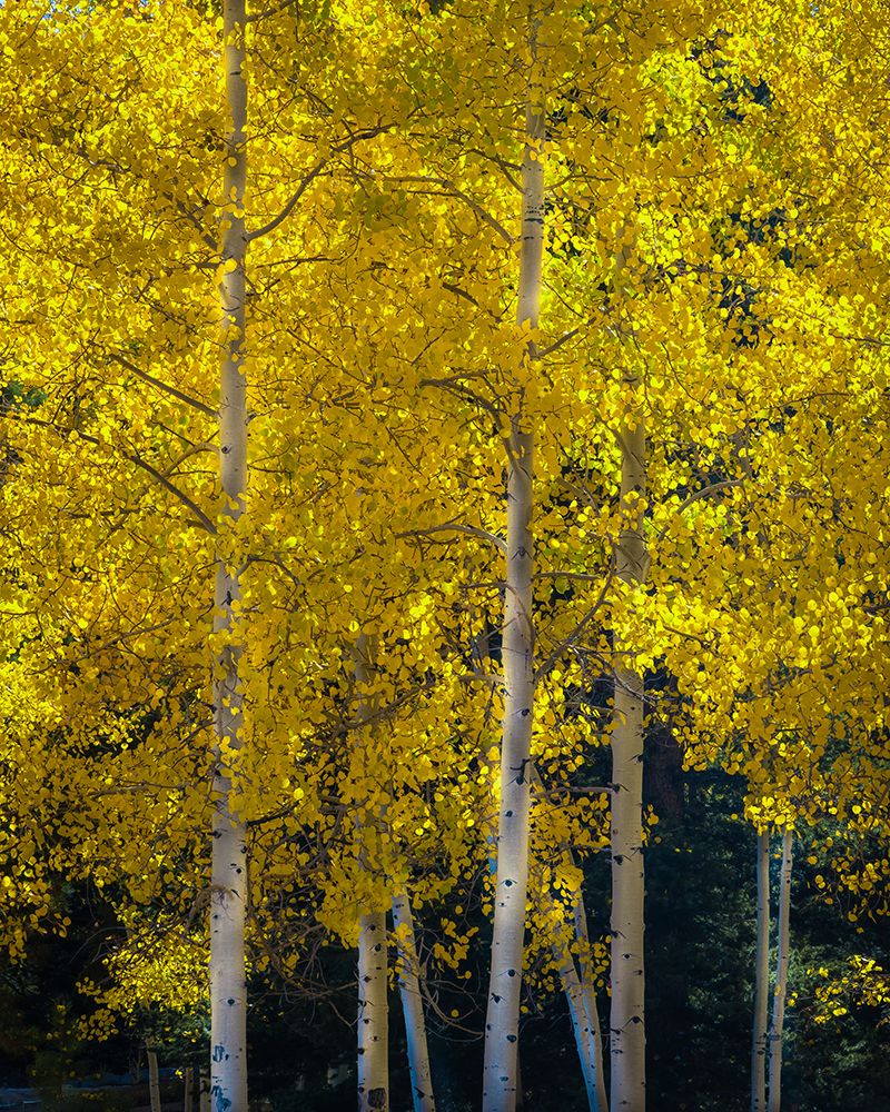 Wall Art Painting id:652943, Name: USA-Utah-Capital Reef National Park Aspen trees in sunlit yellow color, Artist: Jaynes Gallery
