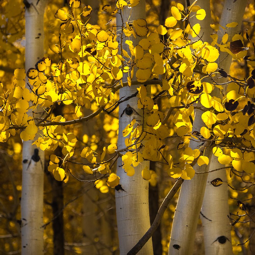Wall Art Painting id:652945, Name: USA-Utah-Capital Reef National Park Close-up of aspen trees in sunlit yellow color, Artist: Jaynes Gallery