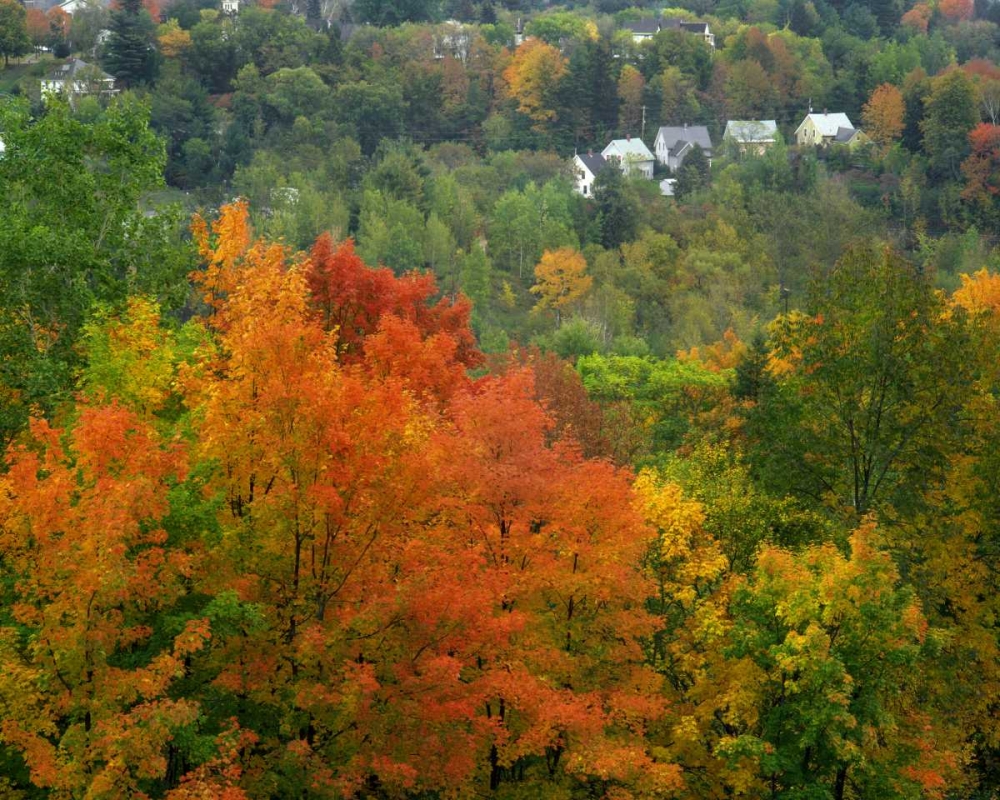 Wall Art Painting id:135656, Name: Vermont, St Johnsbury Hillside Trees and homes, Artist: Terrill, Steve