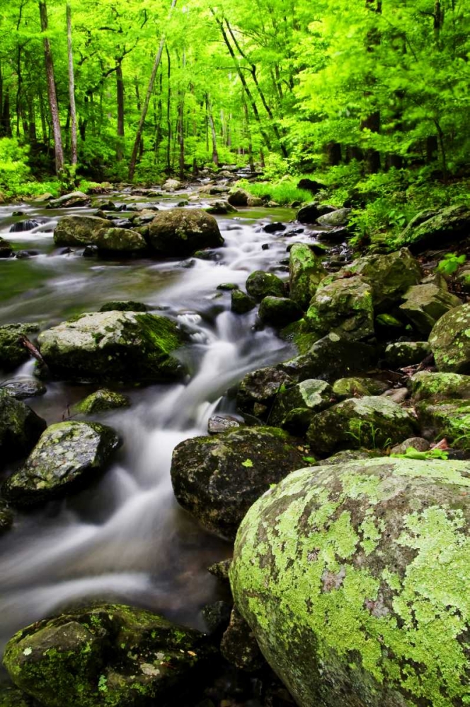 Wall Art Painting id:131464, Name: Virginia, Shenandoah NP Creek in the forest, Artist: OBrien, Jay