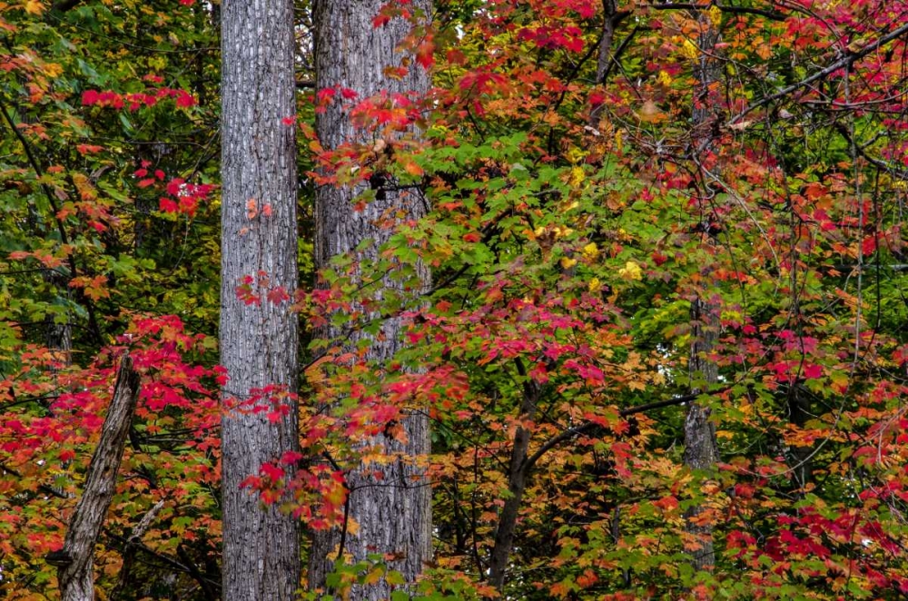 Wall Art Painting id:131629, Name: Virginia, Great Falls Park Autumn color on trees, Artist: OBrien, Jay