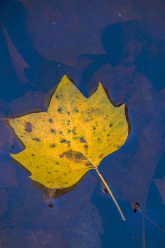 Wall Art Painting id:131380, Name: USA, Virginia, McLean Leaf in pond, Artist: OBrien, Jay