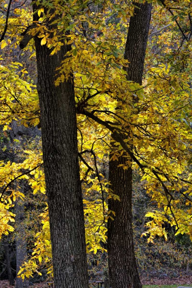 Wall Art Painting id:131417, Name: Virginia, McLean Scenic in Great Falls SP, Artist: OBrien, Jay