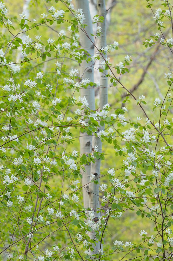 Wall Art Painting id:653136, Name: Serviceberry flowers and Aspens-Okanogan National Forest-North Cascades-Washington State, Artist: Majchrowicz, Alan