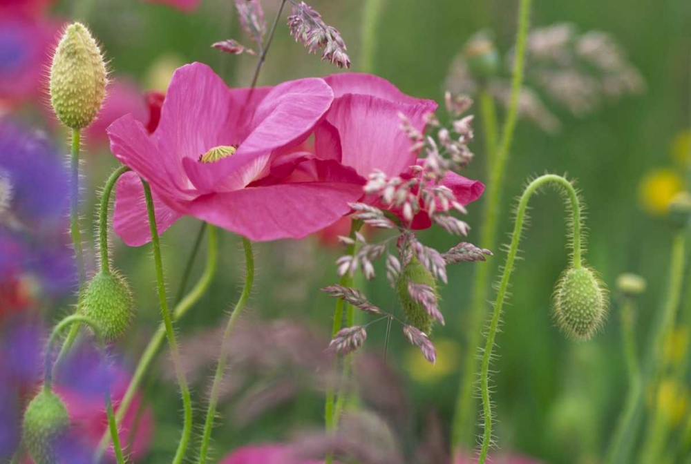 Wall Art Painting id:134155, Name: Washington, Bellingham, Shirley poppies, Artist: Satushek, Steve