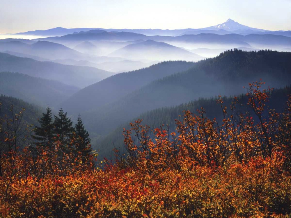 Wall Art Painting id:135677, Name: WA, Columbia Gorge, Mount Hood with huckleberry, Artist: Terrill, Steve