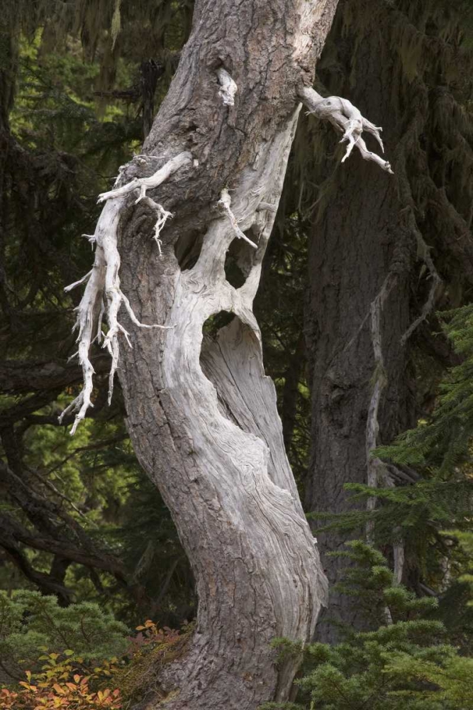 Wall Art Painting id:132861, Name: Washington, Mount Rainier NP Spooky ghost tree, Artist: Paulson, Don