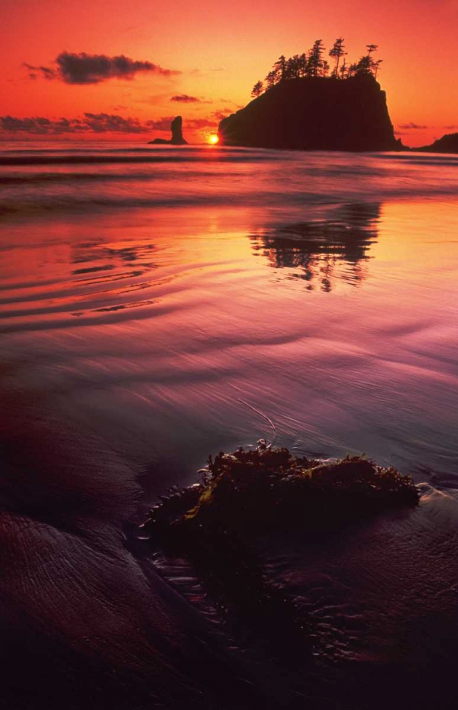 Wall Art Painting id:135779, Name: WA, Olympic NP Sunset over sea stacks, Artist: Welling, Dave