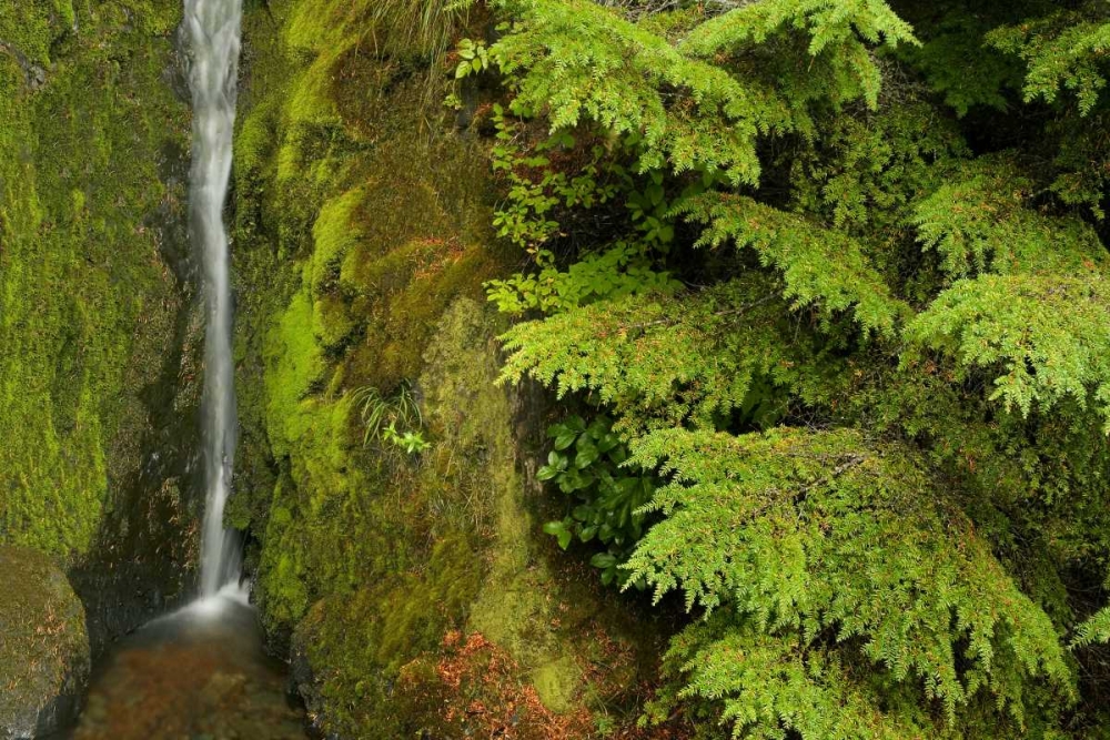 Wall Art Painting id:131967, Name: WA, Mt Baker Wilderness, Small waterfall, Artist: Paulson, Don