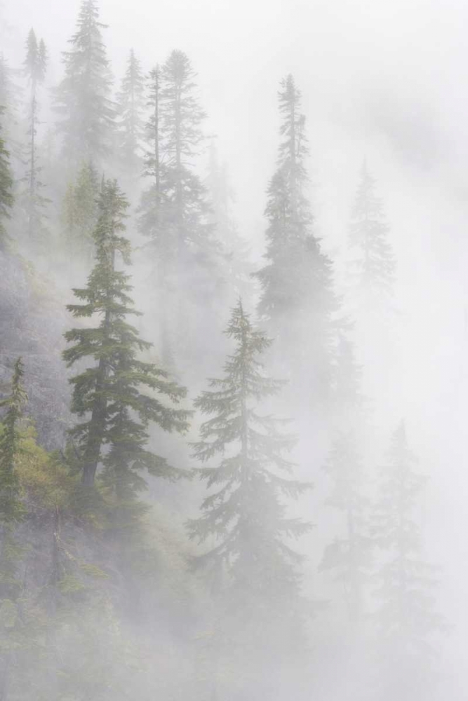 Wall Art Painting id:132143, Name: WA, Mt Baker Wilderness, Dense fog blanket, Artist: Paulson, Don