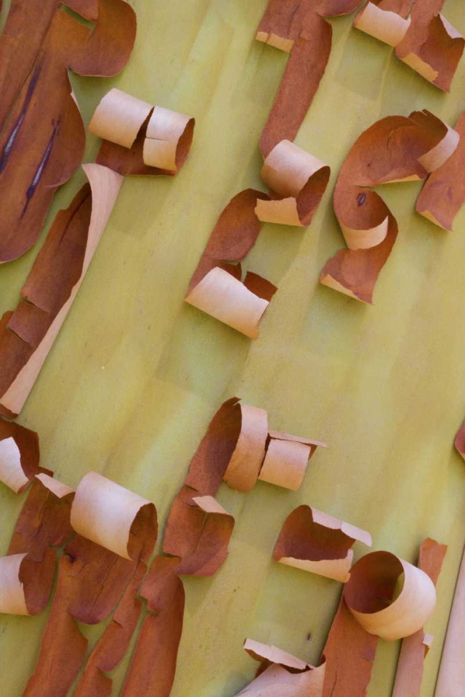 Wall Art Painting id:127321, Name: WA, Port Townsend Pacific madrone bark detail, Artist: Delisle, Gilles