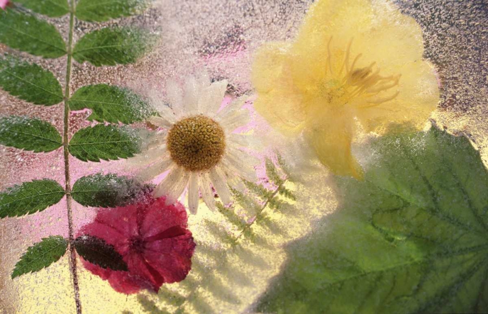 Wall Art Painting id:134150, Name: USA, Washington, Bellingham, Artist: Satushek, Steve