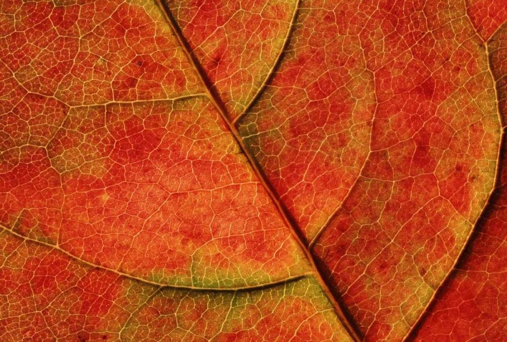 Wall Art Painting id:134174, Name: WA, Bellingham Dogwood leaf with veins in fall, Artist: Satushek, Steve