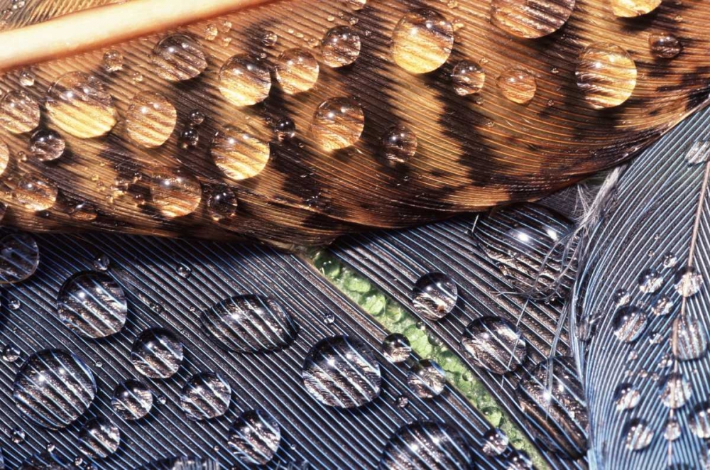 Wall Art Painting id:134165, Name: WA, Bellingham Close up of feather with dew, Artist: Satushek, Steve