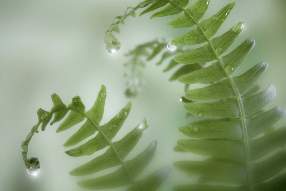 Wall Art Painting id:133022, Name: Washington, Seabeck Close-up of dewy deer ferns, Artist: Paulson, Don