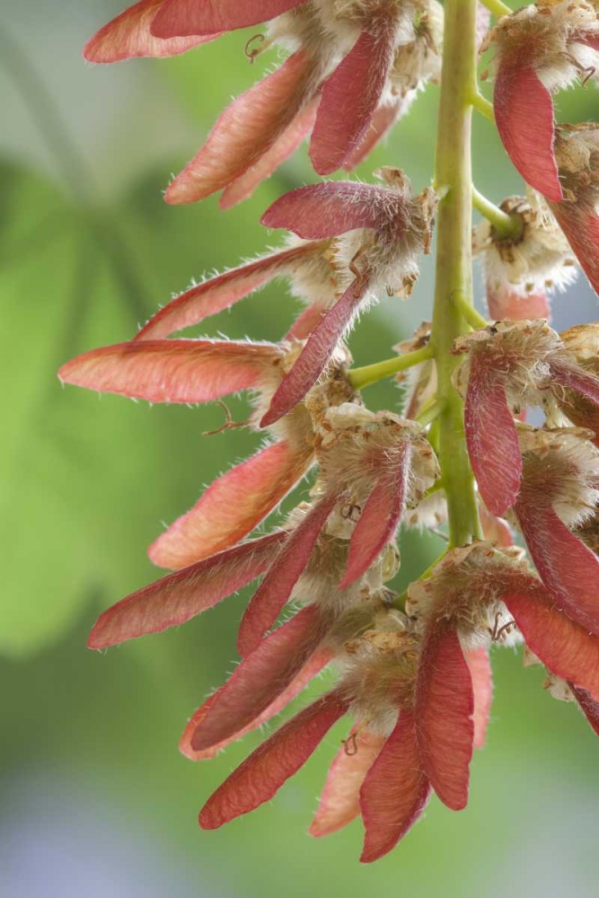 Wall Art Painting id:133275, Name: Washington, Seabeck Close-up of maple tree seeds, Artist: Paulson, Don