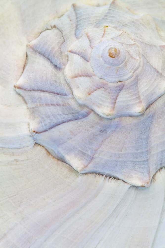 Wall Art Painting id:132256, Name: USA, Washington Close-up of pastel seashell, Artist: Paulson, Don