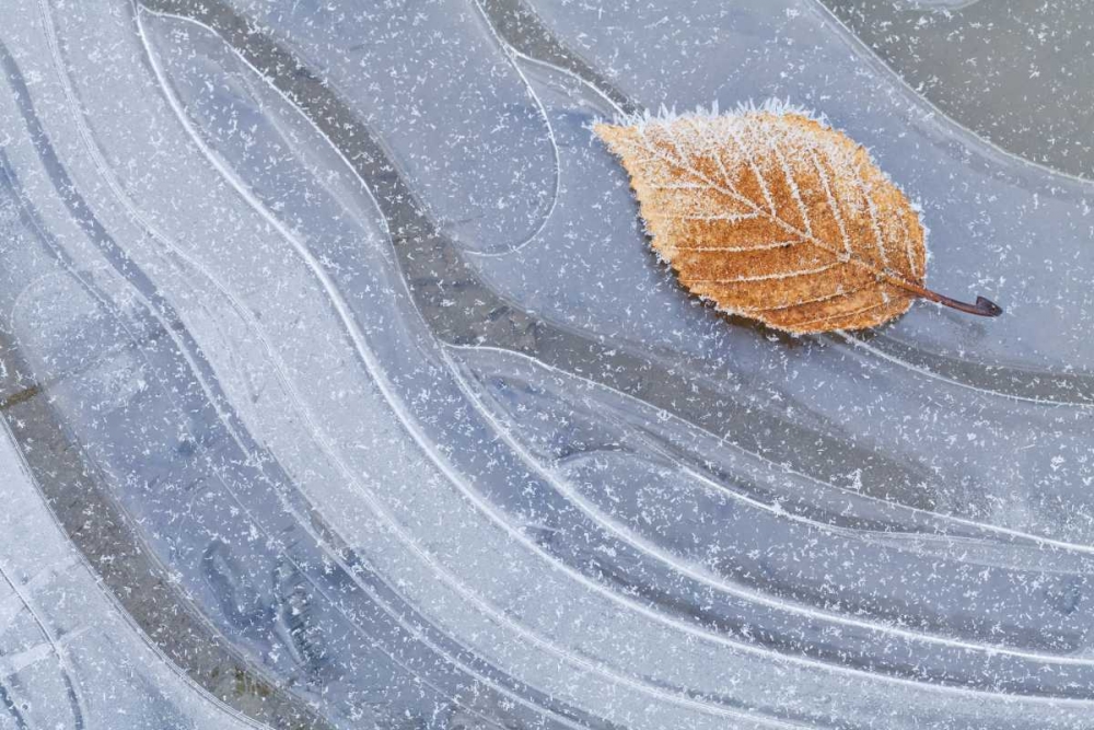 Wall Art Painting id:132118, Name: WA, Seabeck Autumn leaf on ice with frost, Artist: Paulson, Don