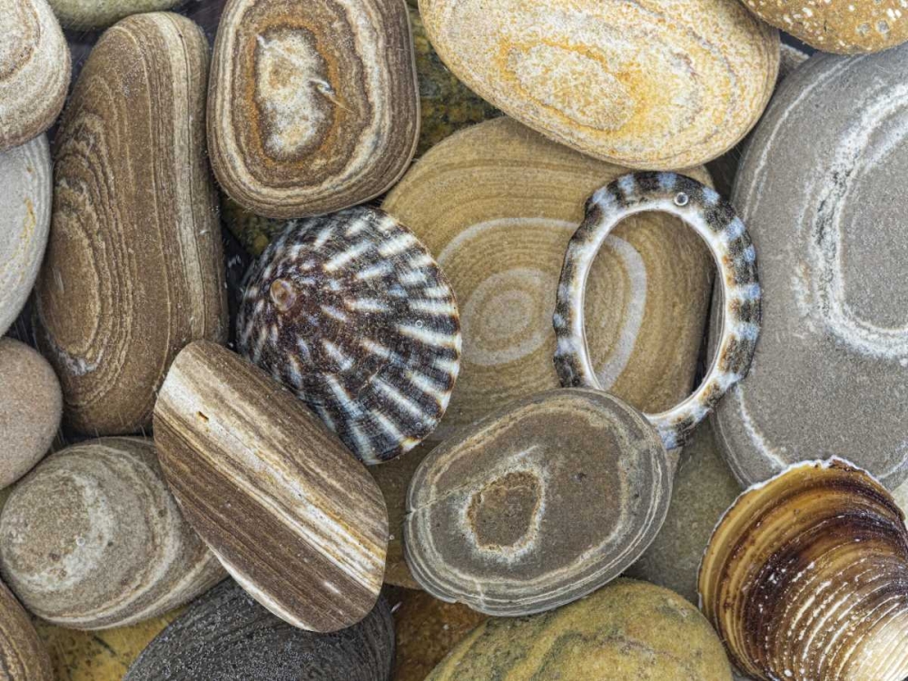 Wall Art Painting id:132265, Name: Washington, Seabeck Beach stones and shells, Artist: Paulson, Don