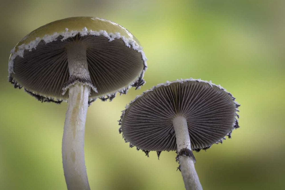 Wall Art Painting id:132170, Name: Washington, Seabeck Underside of mushrooms, Artist: Paulson, Don