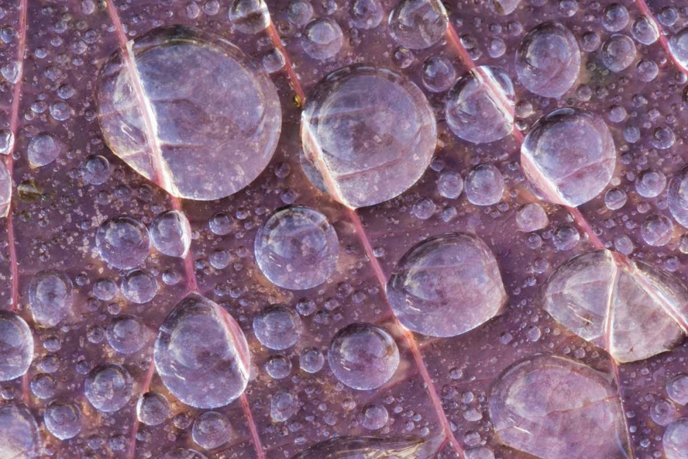 Wall Art Painting id:132334, Name: Washington, Seabeck Detail of dew on a leaf, Artist: Paulson, Don