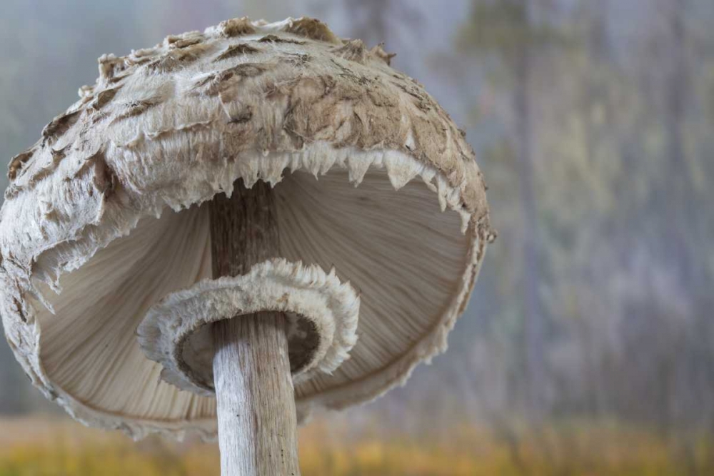 Wall Art Painting id:132268, Name: Washington, Seabeck Shaggy parasol mushroom, Artist: Paulson, Don