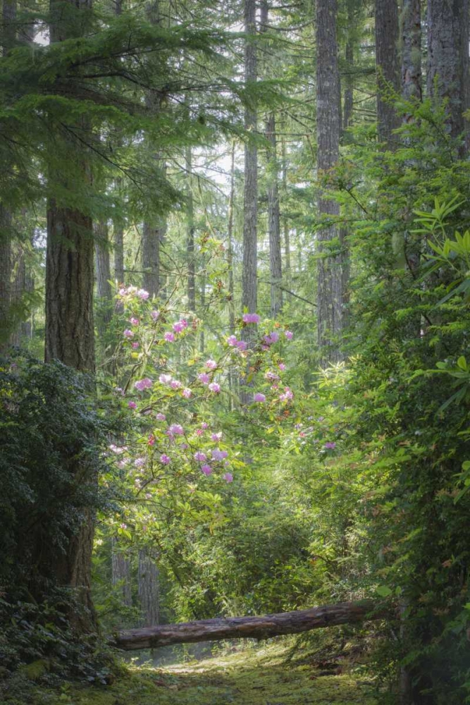 Wall Art Painting id:132349, Name: WA, Seabeck Rhododendron blooms in a forest, Artist: Paulson, Don