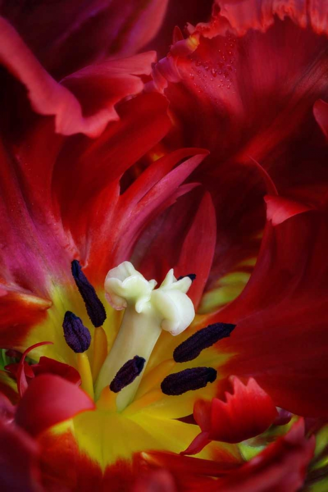 Wall Art Painting id:132350, Name: WA, Seabeck Interior of parrot tulip flower, Artist: Paulson, Don
