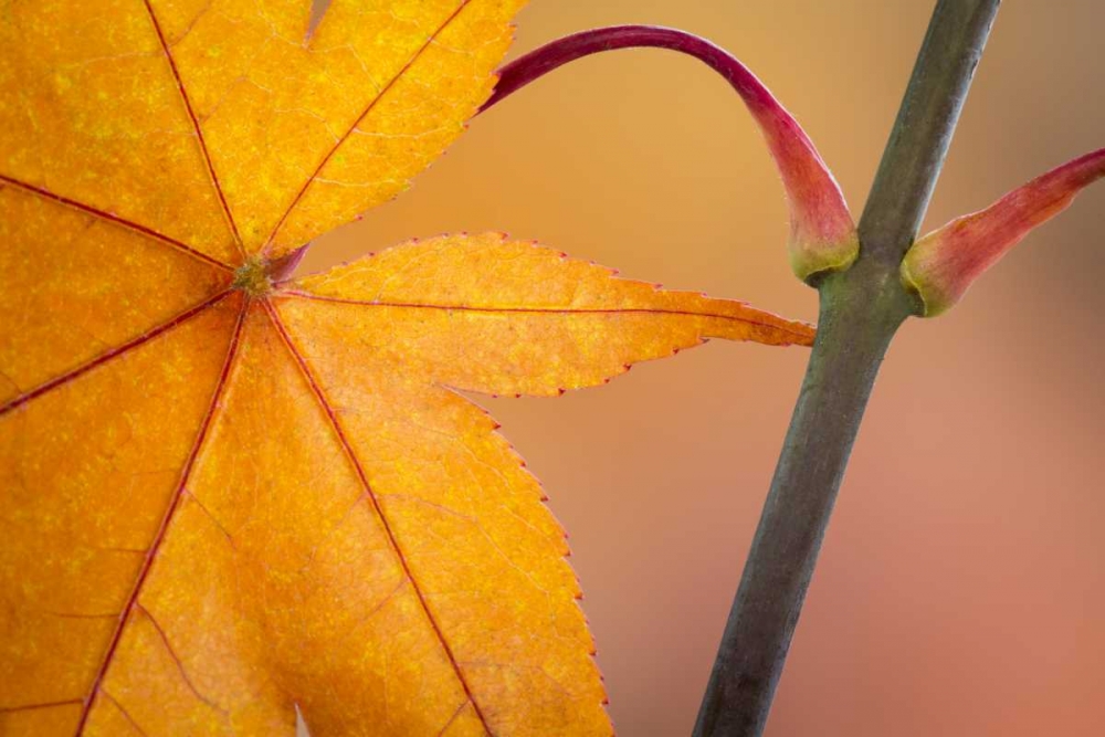 Wall Art Painting id:132864, Name: Washington, Seabeck Maple leaf in autumn color, Artist: Paulson, Don