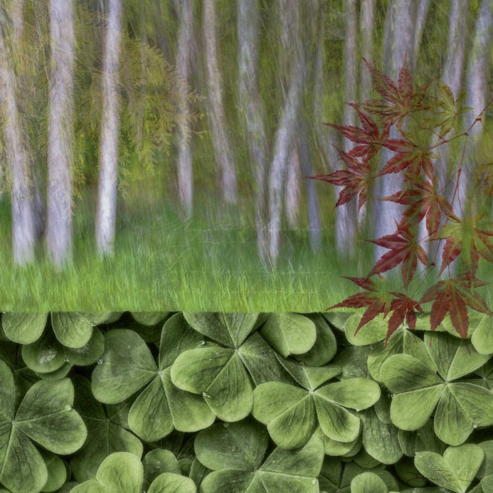 Wall Art Painting id:132455, Name: Washington Collage of alder trees and oxalis, Artist: Paulson, Don