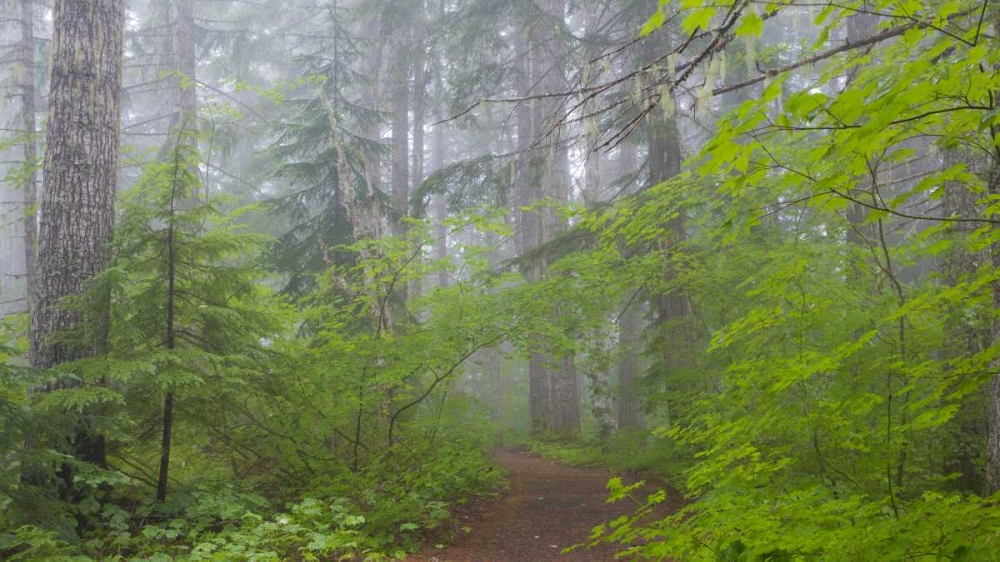 Wall Art Painting id:132439, Name: Washington, Mount Rainier NP Trail in forest, Artist: Paulson, Don