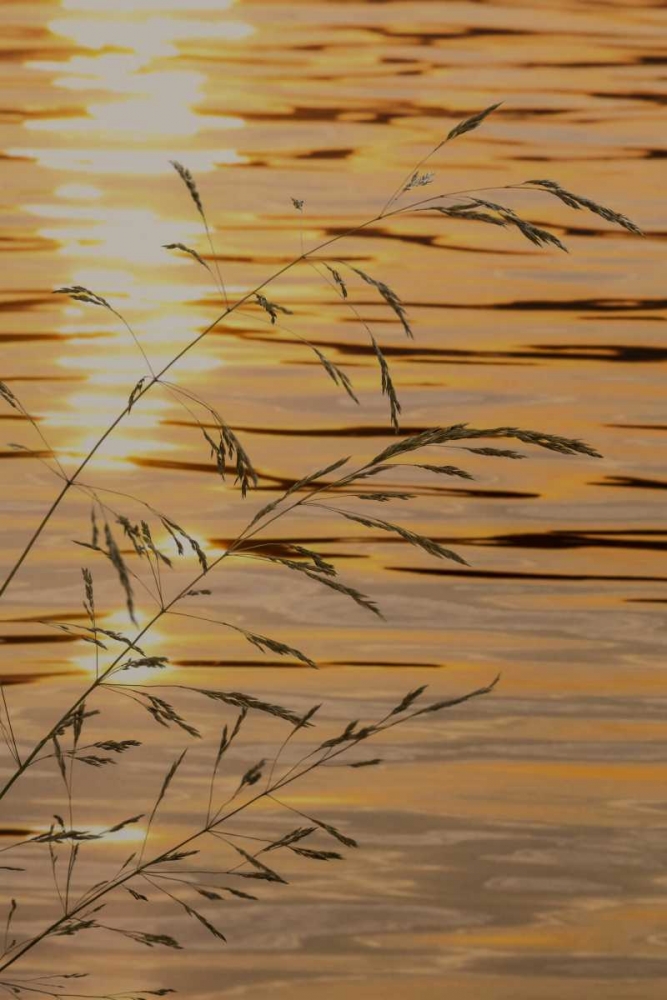 Wall Art Painting id:131856, Name: Washington Sunset on water and grasses, Artist: Paulson, Don