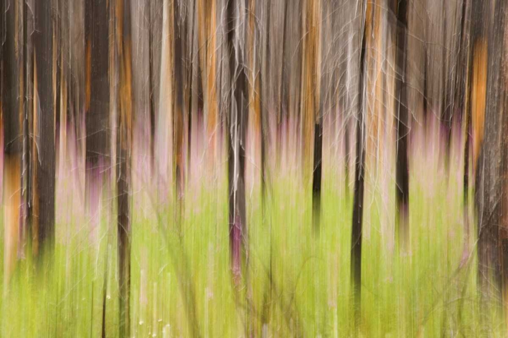 Wall Art Painting id:132337, Name: Canada, BC, Motion blur of grass and trees, Artist: Paulson, Don