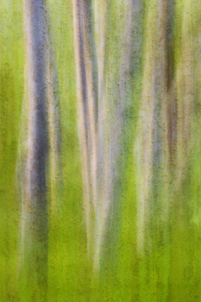 Wall Art Painting id:132069, Name: USA, Washington State Alder tree abstract, Artist: Paulson, Don