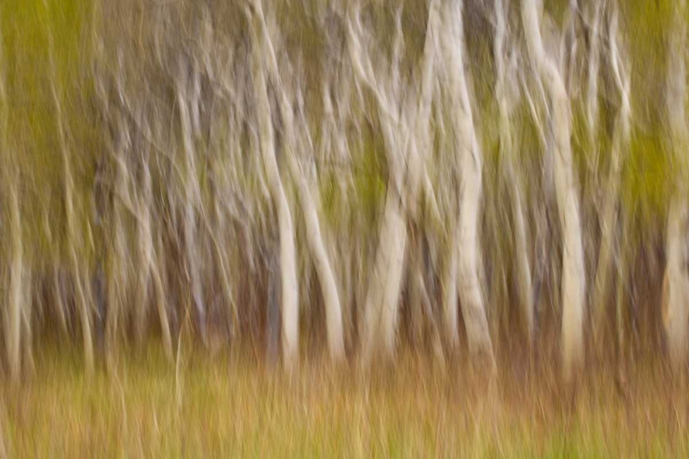 Wall Art Painting id:131753, Name: USA, Montana Aspen forest abstract, Artist: Paulson, Don