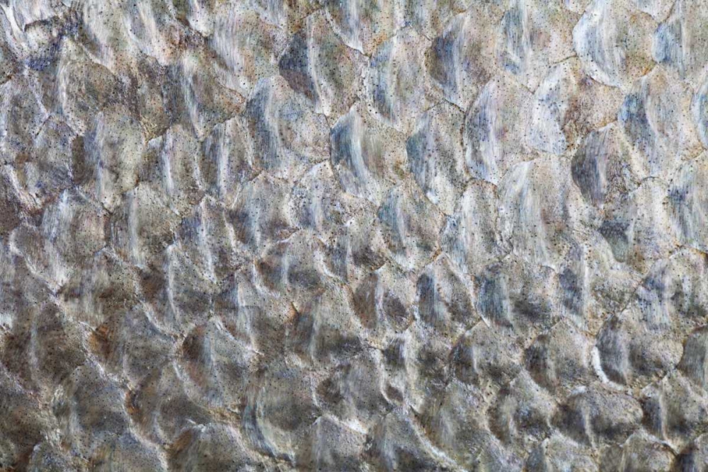 Wall Art Painting id:132839, Name: USA, Washington Detail abstract of fish scales, Artist: Paulson, Don