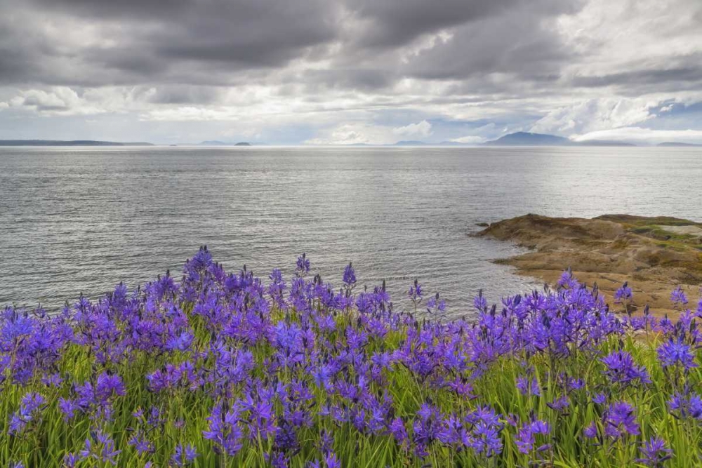 Wall Art Painting id:131933, Name: Washington Camas blooms on Sucia Island, Artist: Paulson, Don